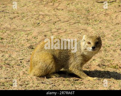 A Yellow Mongoose, Cynictis Penicillarte, looking straight at you in the Kgalagadi National Park, South Africa. Stock Photo