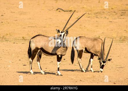 Two Gemsbok, Oryx gazella in a sandy, dry riverbed in the Kalahari Desert, in South Africa Stock Photo