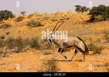 A lone Gemsbok, Oryx Gazella, running across the red dunes of the Kalahari Desert in the Kgalagadi National Park in South Africa Stock Photo
