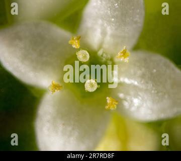 Cleavers (Galium aparine) tiny white flowers Stock Photo