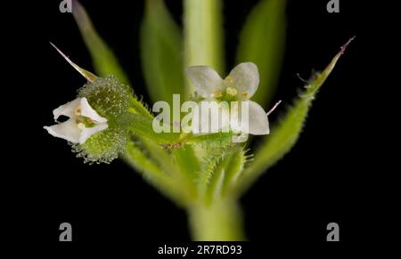 Cleavers (Galium aparine) tiny white flowers Stock Photo