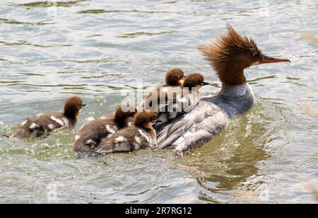 Munich, Germany. 17th June, 2023. A female goosander swims with her chicks on the Eisbach in the English Garden. The goosander is the largest representative of the merganser genus from the duck family. Credit: Peter Kneffel/dpa/Alamy Live News Stock Photo