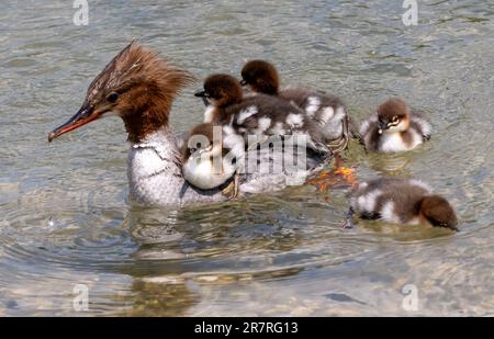 Munich, Germany. 17th June, 2023. A female goosander swims with her chicks on the Eisbach in the English Garden. The goosander is the largest representative of the merganser genus from the duck family. Credit: Peter Kneffel/dpa/Alamy Live News Stock Photo