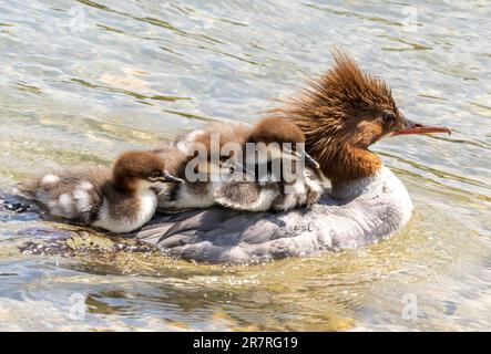 Munich, Germany. 17th June, 2023. A female goosander swims with her chicks on the Eisbach in the English Garden. The goosander is the largest representative of the merganser genus from the duck family. Credit: Peter Kneffel/dpa/Alamy Live News Stock Photo