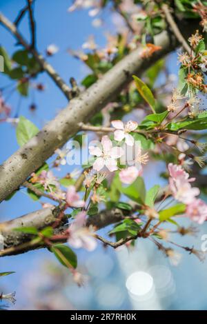 Small flowers illuminated by sunlight. Stock Photo