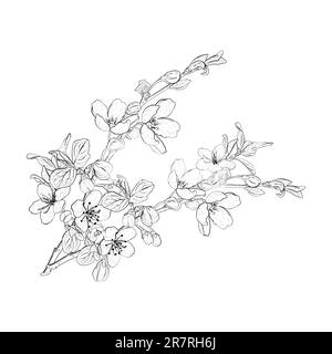 Vector illustration of blooming branches of cherry, sakura, apple, plum, wild cherry plum, bird cherry. Realistic black outline of flowers, buds and Stock Vector