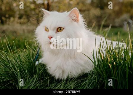 White highland straight fluffy cat, green lawn background.Domestic kitty on walk Stock Photo