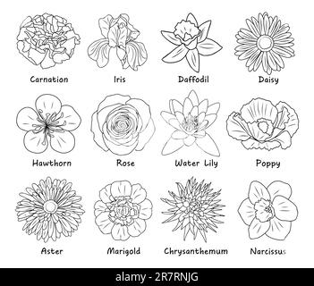 Set of Botanical drawings, flower line art. Stock Vector