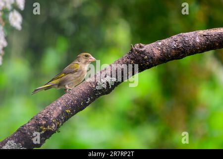 Female Greenfinch, Chloris chloris, perched on a tree branch Stock Photo