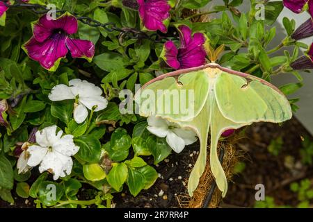 Luna Moth - Actias luna Stock Photo