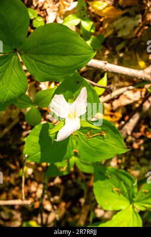 Photograph of a Trillium in bloom near Sable Falls, Pictured Rocks National Lakeshore, near Grand Marais,  MIchigan, USA. Stock Photo