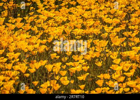 A carpet of yellow and orange Mexican Poppies in a field in direct sunlight. Stock Photo