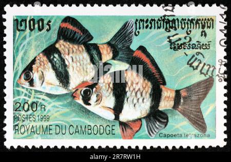 CAMBODIA - CIRCA 1999: a stamp printed in Cambodia shows Sumatra barb, puntigrus tetrazona, is a species of tropical cyprinid fish, circa 1999 Stock Photo