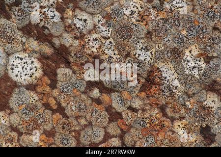 Lichen Patterns On Millstone Grit, Dove Stone Nature Reserve, Peak District, England Stock Photo