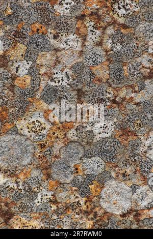 Lichen Patterns On Millstone Grit, Dove Stone Nature Reserve, Peak District, England Stock Photo