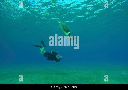 Scubadiver filming Sea Turtle swims down to seabed. Male aquanaut shoots video Green Sea Turtle (Chelonia mydas) dives on seagrass meadow and eating