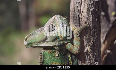 Portrait of elderly chameleon perched on tree trunk, puffing up. Veiled chameleon (Chamaeleo calyptratus), Yemen chameleon or Cone-head chameleon Stock Photo