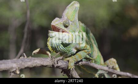 Close-up of disgruntled elderly chameleon walking along thorny branch of tree opening its mouth. Veiled chameleon (Chamaeleo calyptratus), Yemen Stock Photo