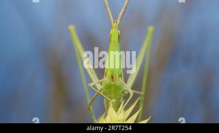Frontal portrait of Giant green slant-face grasshopper Acrida sitting on spikelet on grass and blue sky background, Odessa, Ukraine Stock Photo