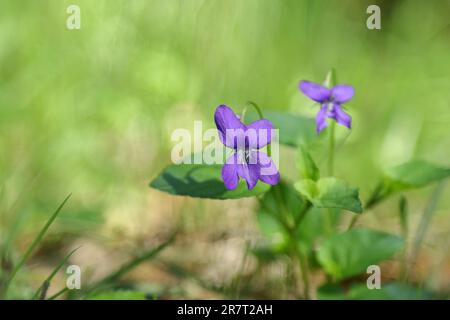 Heath dog-violet (Viola canina), Wilden, Nordrhei-Westaflen, Germany Stock Photo