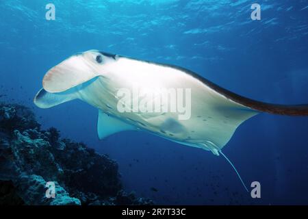 Giant ray manta ray (Manta birostris) hovering at cleaning station in over coral reef, Pacific Ocean, Tatawa Besar, Flores, Indonesia Stock Photo