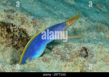 Close-up of blue yellow ribbon eel (Rhinomuraena quaesita) nose moray comes out of living cave dwelling tears open mouth, Indian Ocean, Mascarene Stock Photo