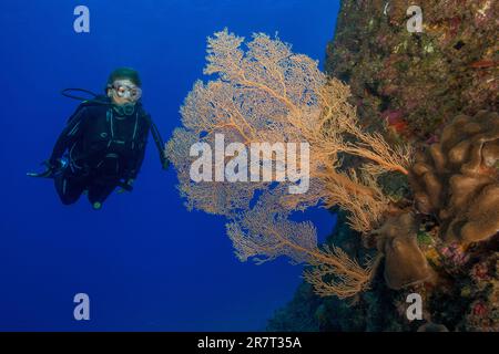 Diver floating in reef on reef wall from volcanic origin of lava viewed large fan coral Horn coral (Annella mollis) (Subergorgia mollis), Indian Stock Photo