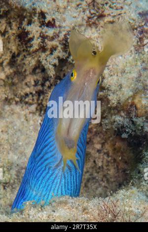 Extreme close-up of head of blue yellow ribbon eel (Rhinomuraena quaesita) nose moray comes out of living cave dwelling tears open mouth, Indian Stock Photo