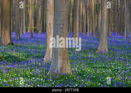 Bush anemone (Anemonoides nemorosa) and blue flowering bluebells (Hyacinthoides non-scripta) in the copper beech (Fagus sylvatica) forest, Hallerbos Stock Photo