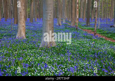 Bush anemone (Anemonoides nemorosa) and blue flowering bluebells (Hyacinthoides non-scripta) in the copper beech (Fagus sylvatica) forest, Hallerbos Stock Photo