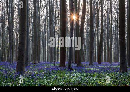 Bush anemone (Anemonoides nemorosa) and blue flowering bluebells (Hyacinthoides non-scripta) in copper beech (Fagus sylvatica) forest, backlight Stock Photo