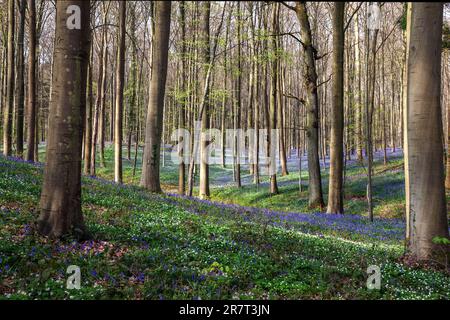 Bush anemone (Anemonoides nemorosa) and blue flowering bluebells (Hyacinthoides non-scripta) in the copper beech (Fagus sylvatica) forest, Hallerbos Stock Photo