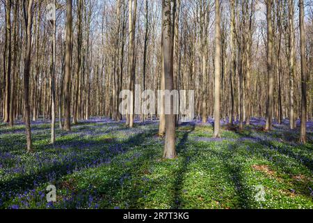 Bush anemone (Anemonoides nemorosa) and blue flowering bluebells (Hyacinthoides non-scripta) in the copper beech (Fagus sylvatica) forest, Hallerbos Stock Photo