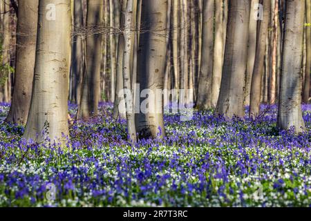 Bush anemone (Anemonoides nemorosa) and blue flowering bluebells (Hyacinthoides non-scripta) in the copper beech (Fagus sylvatica) forest, Hallerbos Stock Photo