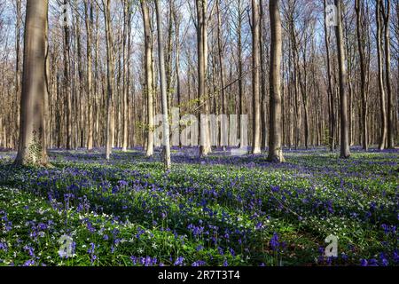 Bush anemone (Anemonoides nemorosa) and blue flowering bluebells (Hyacinthoides non-scripta) in the copper beech (Fagus sylvatica) forest, Hallerbos Stock Photo