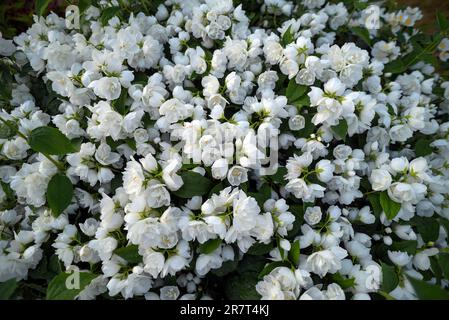 Flowering common jasmine (Jasminum officinale), Bavaria, Germany Stock Photo