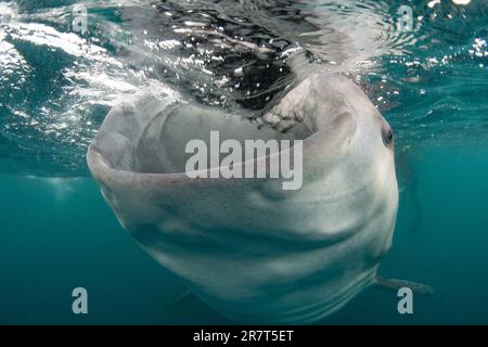 A huge whale shark, Rhincodon typus, swims in shallow water in Indonesia. This slow-moving, planktivorous shark is found worldwide. Stock Photo