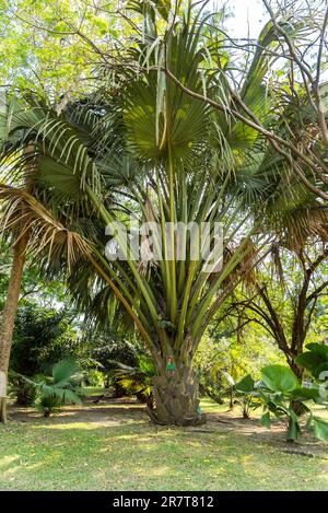 Palm tree in the Queen Sirikit Park in the north of Bangkok. The urban park and botanical garden is part of the of the larger Chatuchak Park complex. Stock Photo