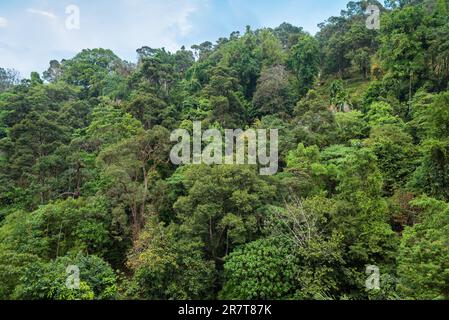 The Penang National Park, previously known as the Pantai Acheh Forest Reserve, located at the northwestern tip of Penang Island Stock Photo