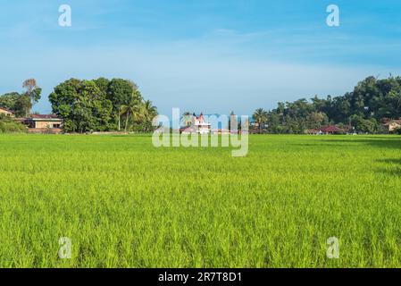 Rice field in the village TukTuk Siadong. Rice cultivation on Samosir island is one of the main sources of food for the Batak people of Lake Toba on Stock Photo