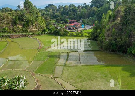 Paddy fields on Samosir island. The volcanic island within the Lake Toba in North Sumatra province, is mainly cultivated by rice cultivation and Stock Photo