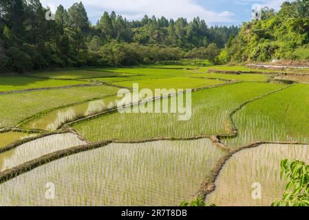 Paddy fields on Samosir island. The volcanic island within the Lake Toba in North Sumatra province, is mainly cultivated by rice cultivation and Stock Photo