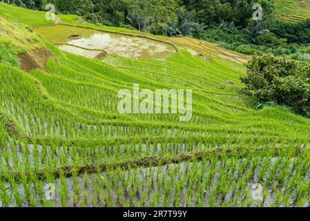 Rice terraces carved into steep mountainsides in Tana Toraja, centrally placed in the island of Sulawesi. The Torajan economy was based on Stock Photo