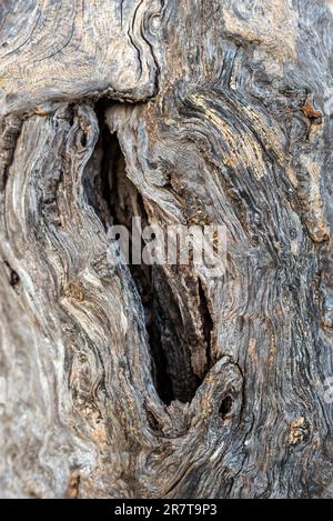 Knothole and gnarled trunk of an Olive tree in an olive grove in the south of Crete. Olive trees are an integral part of Cretan-Greek agriculture and Stock Photo