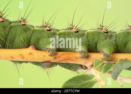 Small emperor moth (Saturnia pavonia), caterpillar 5th stage, details of abdominal legs, on silver willow (Salix alba subsp. Vitellina), Lower Stock Photo