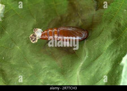 Svensson's copper underwing (Amphipyra berbera), pupa with caterpillar skin on leaf, Lower Saxony, Germany