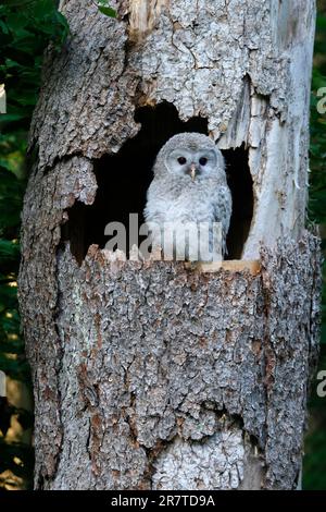 Ural Owl (Strix uralensis), young bird, branchling on a branch, Germany Stock Photo