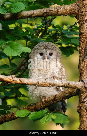 Ural Owl (Strix uralensis), young bird, branchling on a branch, Germany Stock Photo