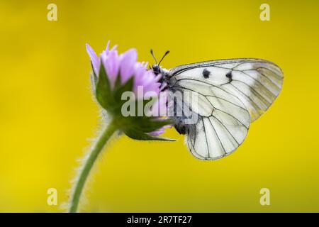 Clouded apollo (Parnassius mnemosyne) butterfly Stock Photo