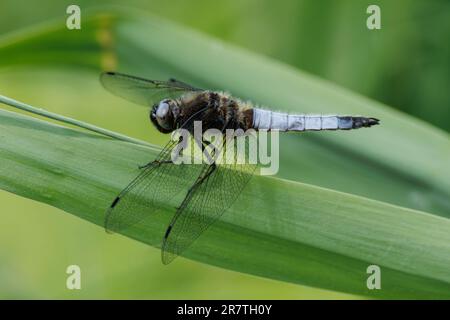 A blue Dragonfly rests on Reeds in the wetlands at RSPB Lakenheath in Suffolk, England 2023 Stock Photo